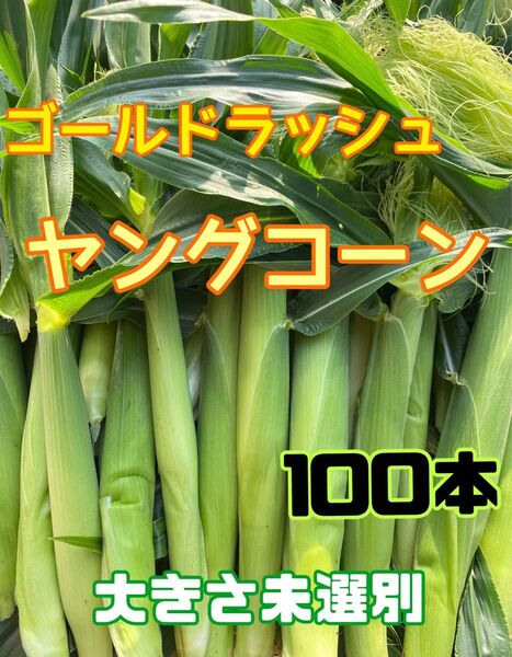 収穫日即日発送 朝採り新鮮ヤングコーン100本 季節限定 ゴールドラッシュのベビーコーン 産地直送