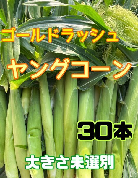 収穫日即日発送 朝採り新鮮ヤングコーン30本 季節限定 ゴールドラッシュのベビーコーン 産地直送