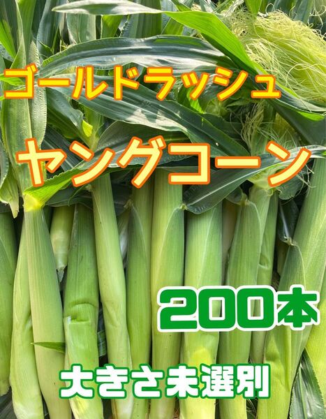 収穫日即日発送 朝採り新鮮ヤングコーン200本 季節限定 ゴールドラッシュのベビーコーン 産地直送