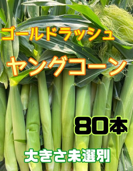収穫日即日発送 朝採り新鮮ヤングコーン80本 季節限定 ゴールドラッシュのベビーコーン 産地直送