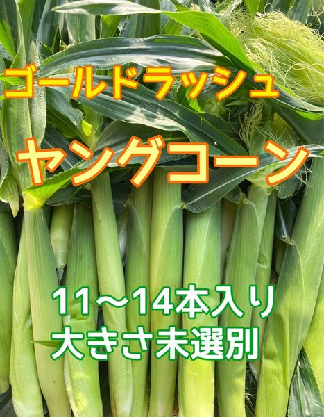 収穫日即日発送 朝採り新鮮ヤングコーン 季節限定 11〜14本 ベビーコーン