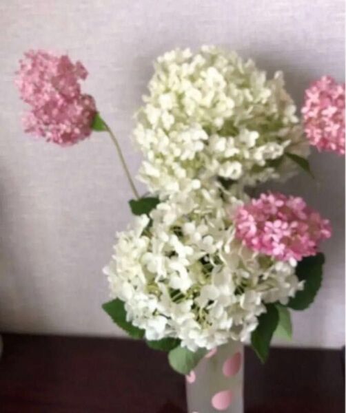 アナベル挿し穂白ピンクそれぞれ二本づつす