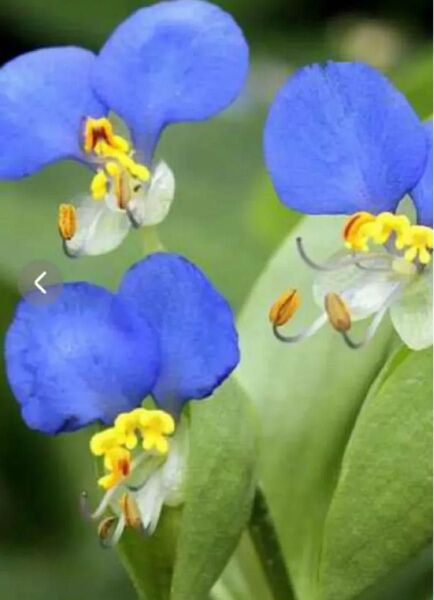 山野草ツユクサ根付苗