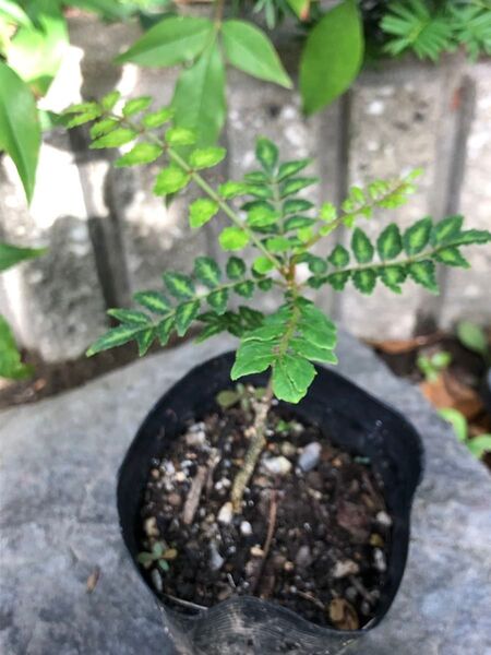 山椒苗安心安全無農薬