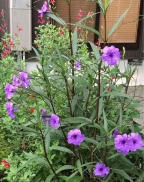 ルエリア安心根付苗紫2本ピンクI本るす