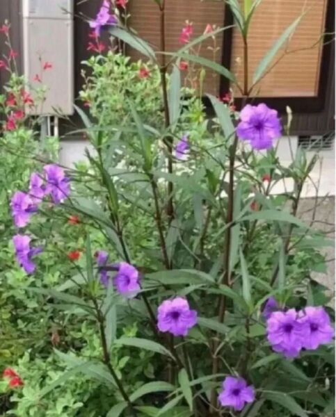 ルエリア安心根付き苗紫色2本ピンク2本