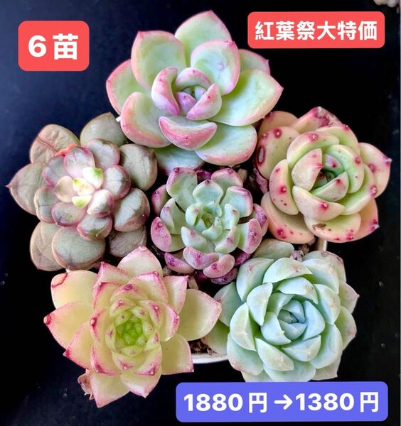 紅葉祭大特価★6苗1380円★韓国苗★雪花、紫葡萄、ワインシャンパン、紗羅姫牡丹等★レア種★可愛い紅葉超美苗★多肉植物★エケベリア