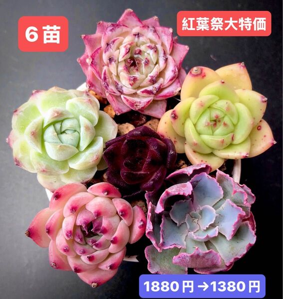 紅葉祭大特価★6苗1380円★韓国苗★紫恋hyb、霞の舞う、コロラータ、ロビン等★レア種★可愛い紅葉超美苗★多肉植物★エケベリア