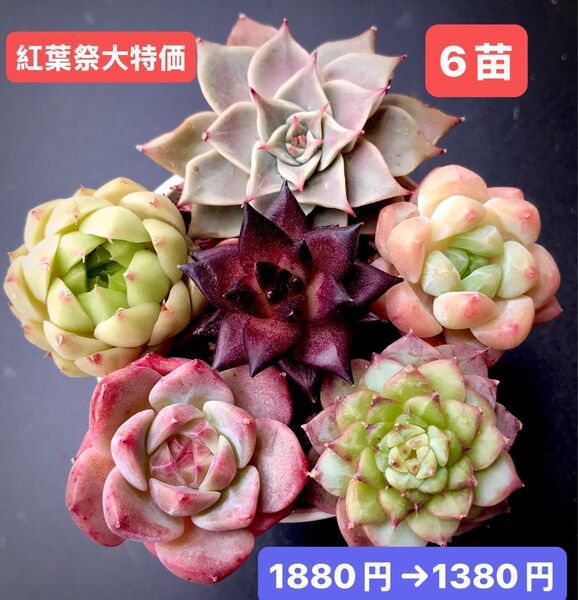紅葉祭大特価★6苗1380円★韓国苗★ミヤ、水晶飴、ロビン、ザクロジャム等★レア種★可愛い紅葉超美苗★多肉植物★エケベリア