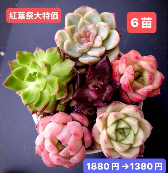 紅葉祭大特価★6苗1380円★韓国苗★ホワイトムース、ディヤhyb、紅宝石、桃美人等★レア種★可愛紅葉超美苗★多肉植物★エケベリア
