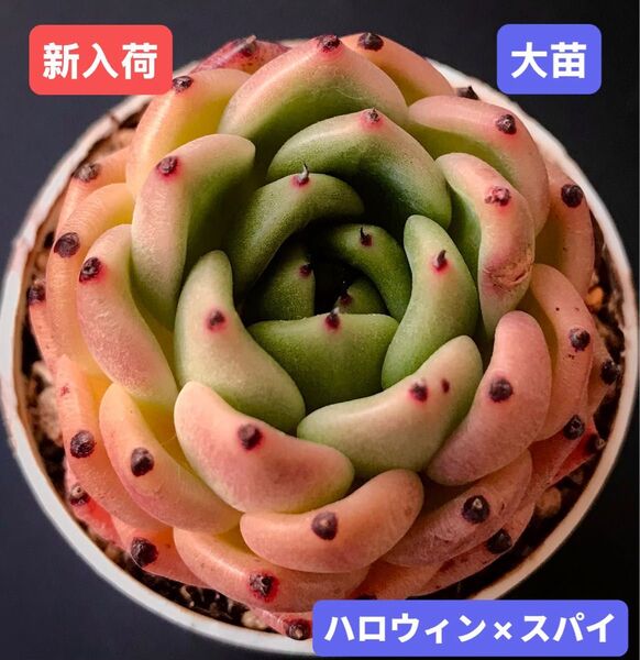 新入荷★韓国苗★ハロウィン×スパイ★レア種★可愛い紅葉大苗★超美苗★多肉植物★エケベリア