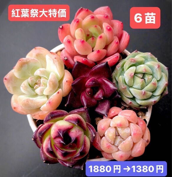紅葉祭大特価★6苗1380円★韓国苗★紅宝石、パンドラhyb、ジューステラス等★レア種★可愛い紅葉超美苗★多肉植物★エケベリア