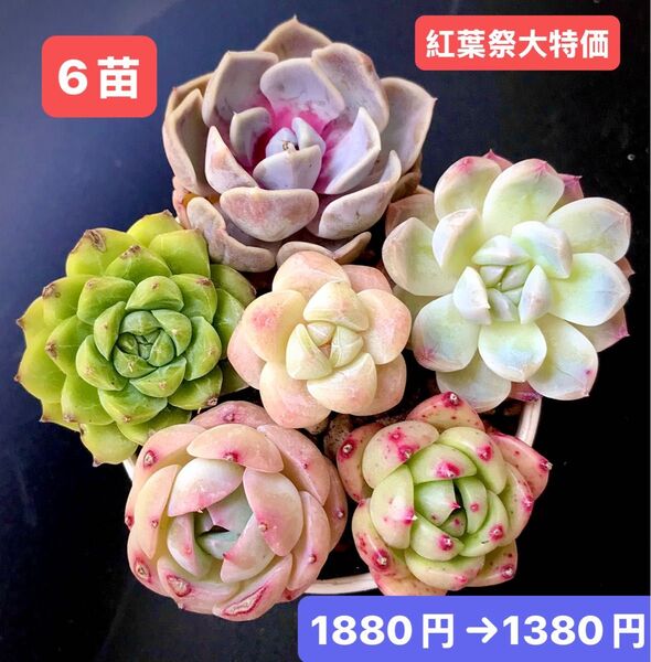 紅葉祭大特価★6苗1380円★韓国苗★タイニーバーガー、パンドラhyb、雪玉、桜佳人等★可愛紅葉超美苗★多肉植物★エケベリア