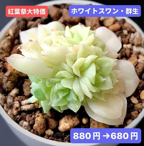 紅葉祭大特価★新入荷★韓国苗★ホワイトスワン・群生★可愛い紅葉大苗★超美苗★多肉植物★エケベリア