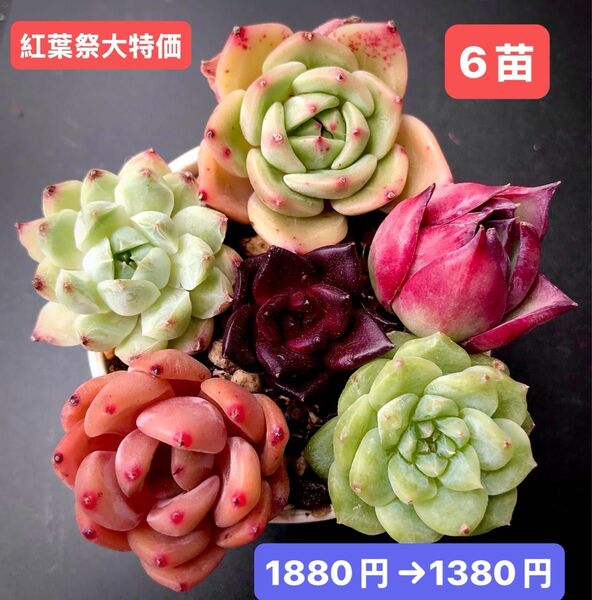 紅葉祭大特価★6苗1380円★韓国苗★ワインシャンパン、カシオス赤錦、紅宝石等★レア種★可愛い紅葉超美苗★多肉植物★エケベリア