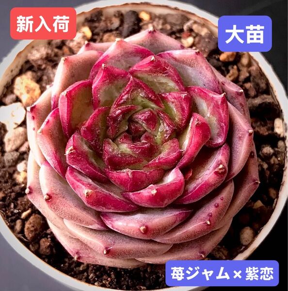 新入荷★韓国苗★苺ジャム×紫恋★レア種★可愛い紅葉大苗★超美苗★多肉植物★エケベリア