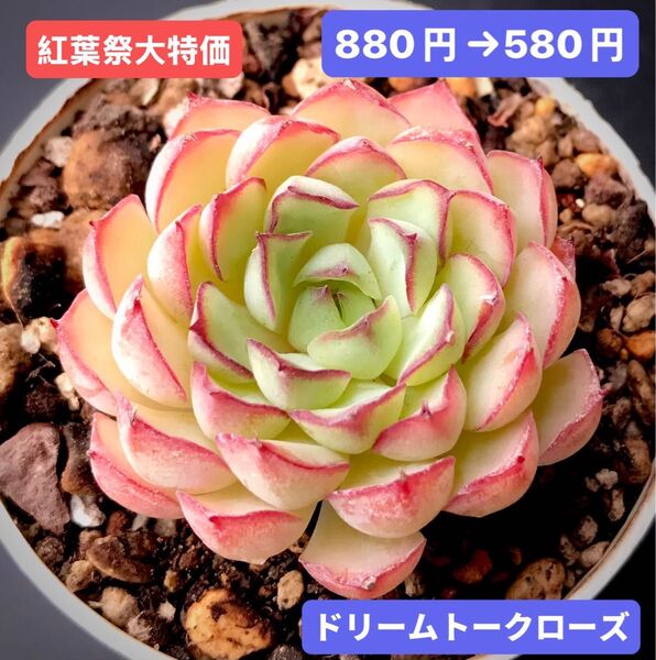 紅葉祭大特価★新入荷★韓国苗★ドリームトークローズ★可愛い紅葉超美苗★多肉植物★エケベリア