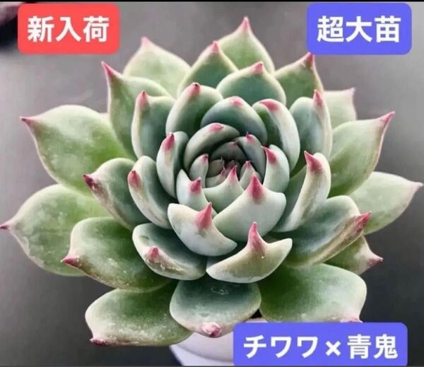 新入荷★韓国苗★チワワ×青鬼★レア種★可愛い紅葉大苗★超美苗★多肉植物★エケベリア
