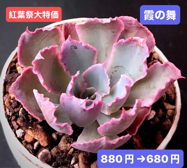 紅葉祭大特価★新入荷★韓国苗★霞の舞★可愛い紅葉超美苗★多肉植物★エケベリア