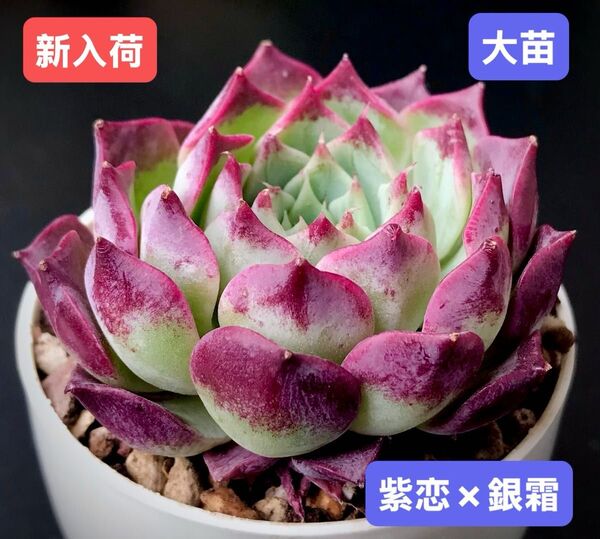 新入荷★韓国苗★紫恋×銀霜★レア種★可愛い紅葉大苗★超美苗★多肉植物★エケベリア
