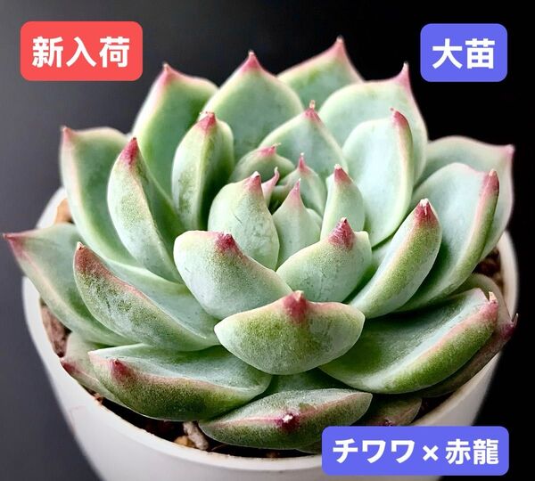 新入荷★韓国苗★チワワ×赤龍★レア種★可愛い紅葉大苗★超美苗★多肉植物★エケベリア