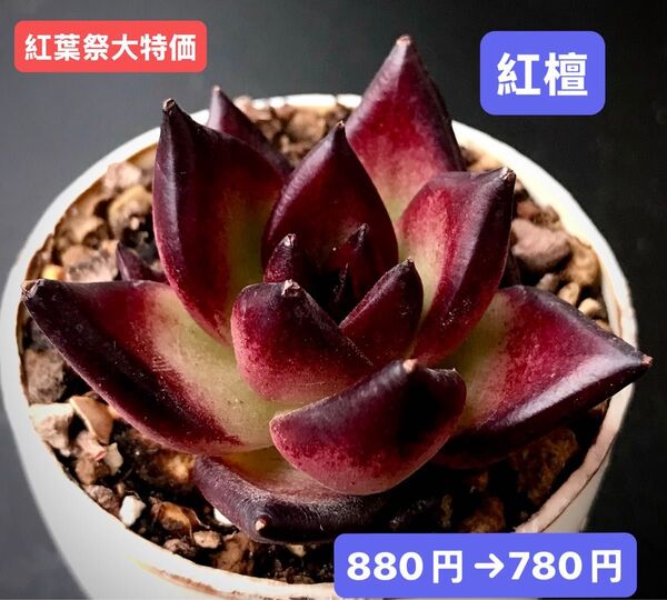 紅葉祭大特価★新入荷★韓国苗★紅檀★可愛い紅葉大苗★超美苗★多肉植物★エケベリア