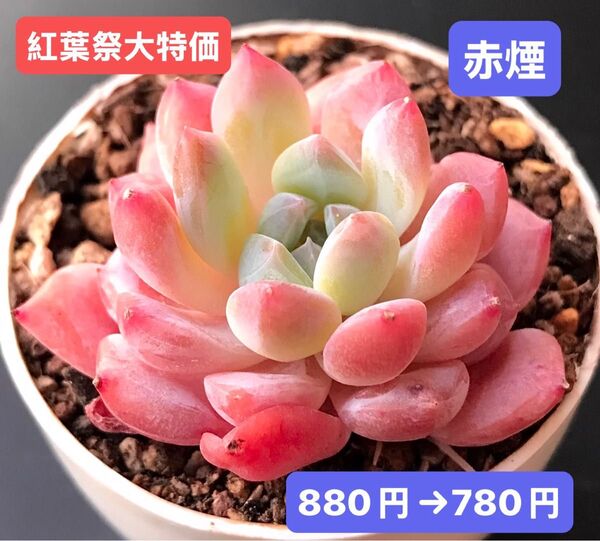 紅葉祭大特価★新入荷★韓国苗★赤煙★可愛い紅葉大苗★超美苗★多肉植物★エケベリア