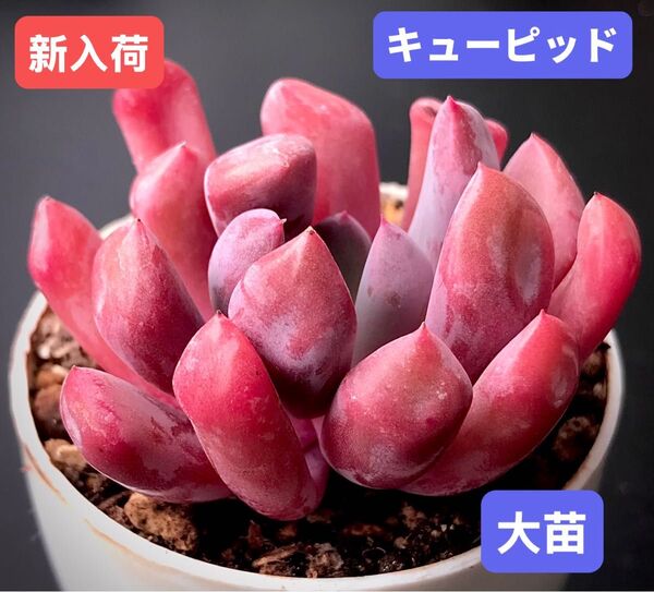新入荷★韓国苗★キューピッド★レア種★可愛い紅葉大苗★超美苗★多肉植物★エケベリア