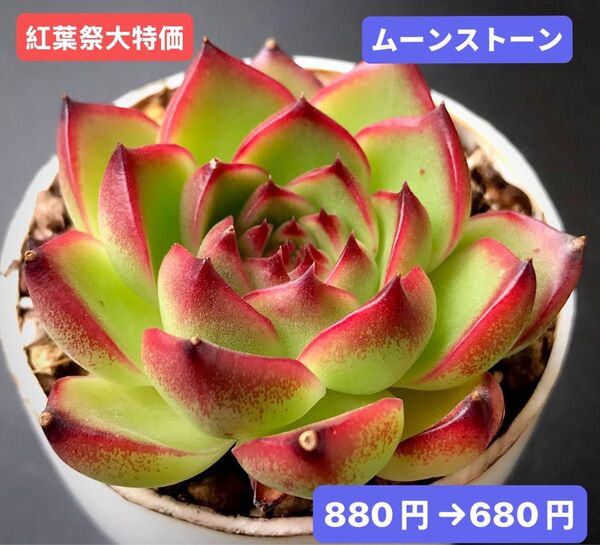 紅葉祭大特価★新入荷★韓国苗★ムーンストーン★可愛い紅葉大苗★超美苗★多肉植物★エケベリア