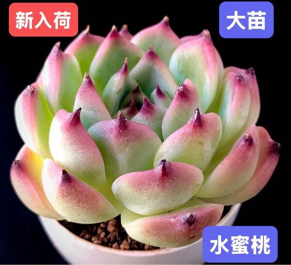 新入荷★韓国苗★水蜜桃★レア種★可愛い紅葉大苗★超美苗★多肉植物★エケベリア