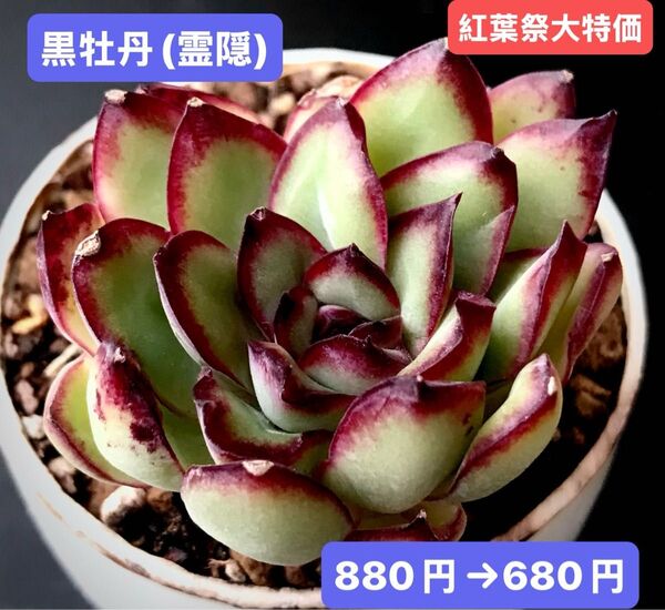 紅葉祭大特価★新入荷★韓国苗★黒牡丹(霊隠)★可愛い紅葉超美苗★多肉植物★エケベリア