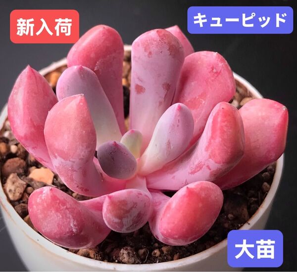 新入荷★韓国苗★キューピッド★レア種★可愛い紅葉大苗★超美苗★多肉植物★エケベリア