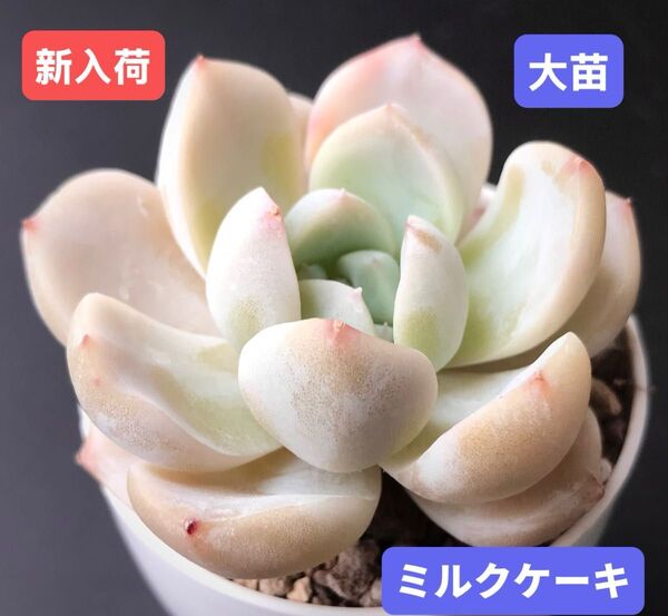 新入荷★韓国苗★ミルクケーキ★レア種★可愛い紅葉大苗★超美苗★多肉植物★エケベリア