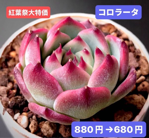 紅葉祭大特価★新入荷★韓国苗★コロラータ★可愛い紅葉超美苗★多肉植物★エケベリア