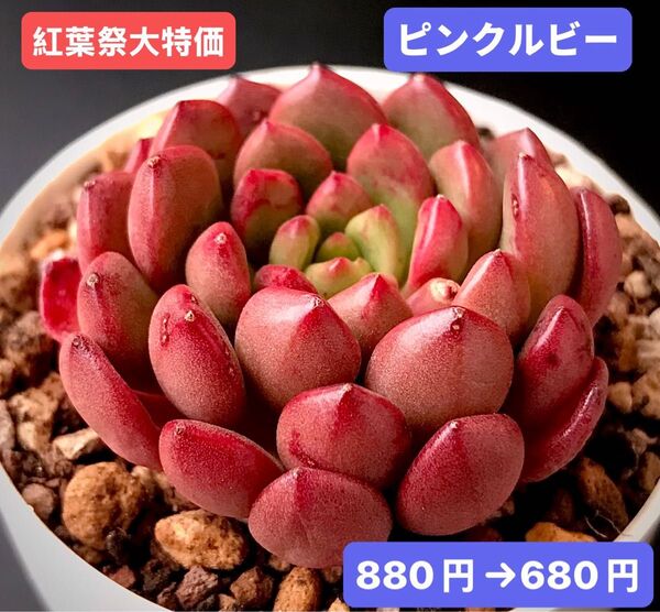 紅葉祭大特価★新入荷★韓国苗★ピンクルビー★可愛い紅葉大苗★超美苗★多肉植物★エケベリア