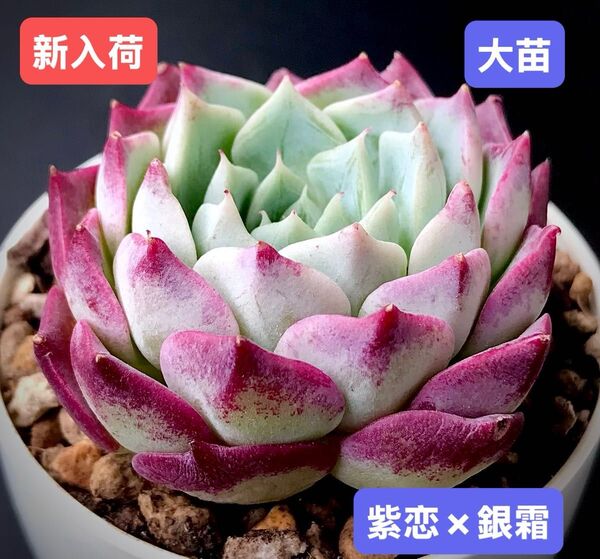 新入荷★韓国苗★紫恋×銀霜★レア種★可愛い紅葉大苗★超美苗★多肉植物★エケベリア
