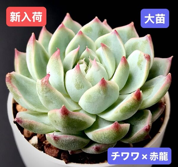 新入荷★韓国苗★チワワ×赤龍★レア種★可愛い紅葉大苗★超美苗★多肉植物★エケベリア