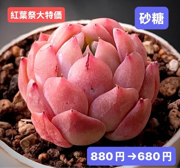 紅葉祭大特価★新入荷★韓国苗★砂糖★可愛い紅葉超美苗★多肉植物★エケベリア