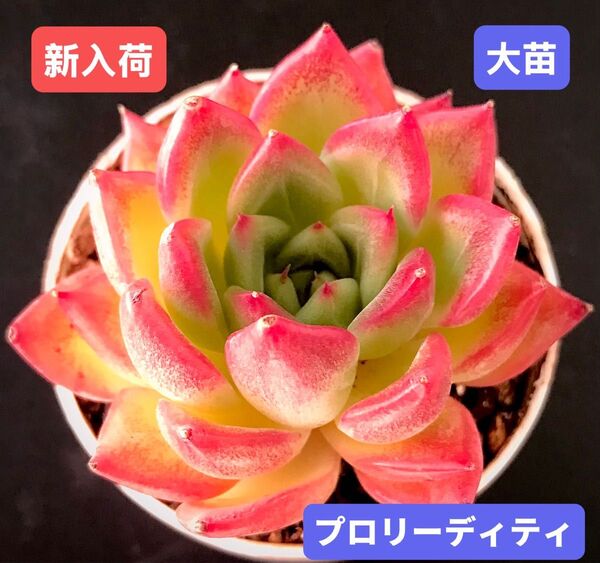 新入荷★韓国苗★プロリーディティ★レア種★可愛い紅葉大苗★超美苗★多肉植物★エケベリア