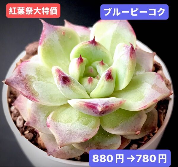 紅葉祭大特価★新入荷★韓国苗★ブルーピーコク★可愛い紅葉大苗★超美苗★多肉植物★エケベリア