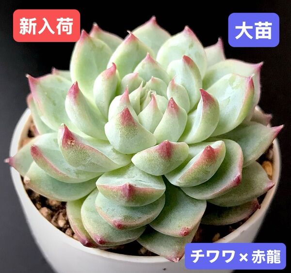 新入荷★韓国苗★チワワ×赤龍★レア種★可愛い紅葉大苗★超美苗★多肉植物★エケベリア