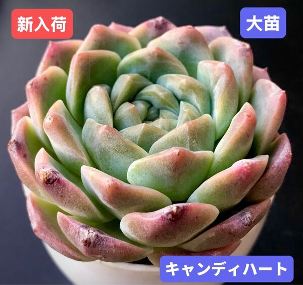 新入荷★韓国苗★キャンディハート★レア種★可愛い紅葉大苗★超美苗★多肉植物★エケベリア