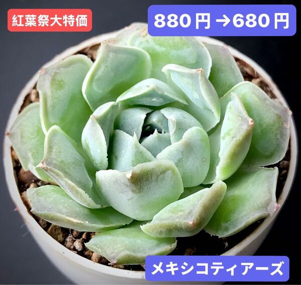 紅葉祭大特価★新入荷★韓国苗★メキシコティアーズ★可愛い大苗★超美苗★多肉植物★エケベリア