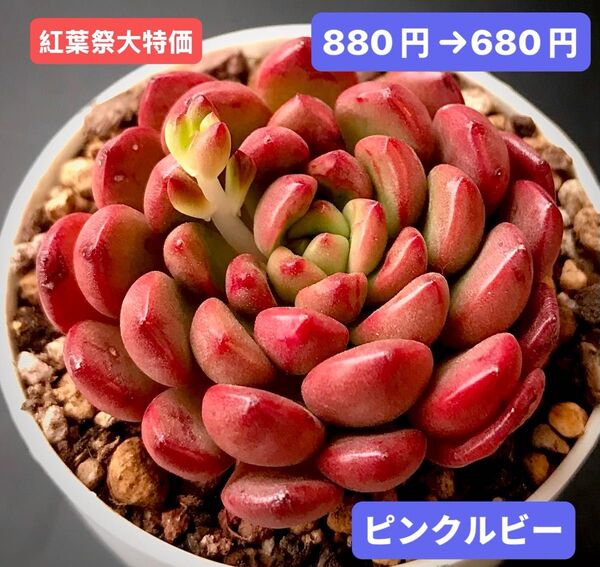紅葉祭大特価★新入荷★韓国苗★ピンクルビー★可愛い紅葉大苗★超美苗★多肉植物★エケベリア