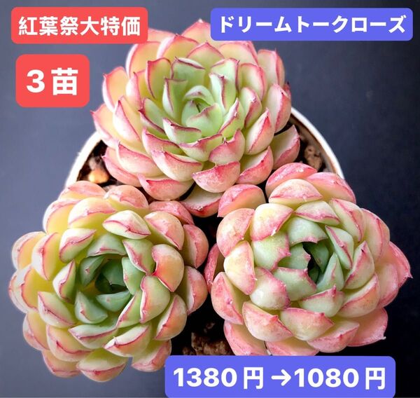 紅葉祭大特価★3苗1080円★韓国苗★ドリームトークローズ★レア種★可愛い紅葉超美苗★多肉植物★エケベリア