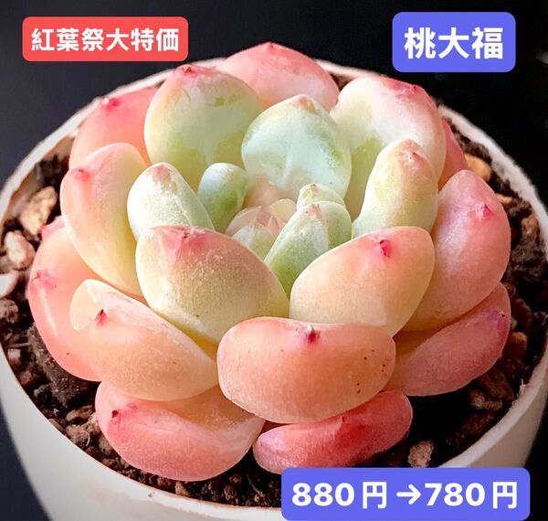 紅葉祭大特価★新入荷★韓国苗★桃大福★可愛い紅葉大苗★超美苗★多肉植物★エケベリア