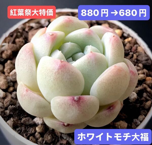 紅葉祭大特価★新入荷★韓国苗★ホワイトモチ大福★可愛い紅葉超美苗★多肉植物★エケベリア