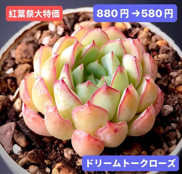 紅葉祭大特価★新入荷★韓国苗★ドリームトークローズ★可愛い紅葉超美苗★多肉植物★エケベリア