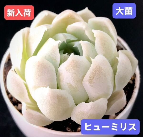 新入荷★韓国苗★ヒューミリス★レア種★可愛い白色系大苗★超美苗★多肉植物★エケベリア