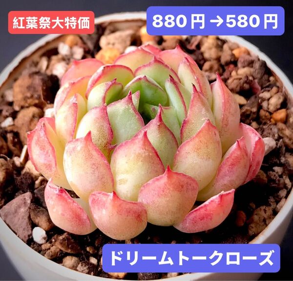 紅葉祭大特価★新入荷★韓国苗★ドリームトークローズ★可愛い紅葉超美苗★多肉植物★エケベリア